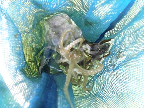 私のスカリの中もイイダコでカオス(笑)