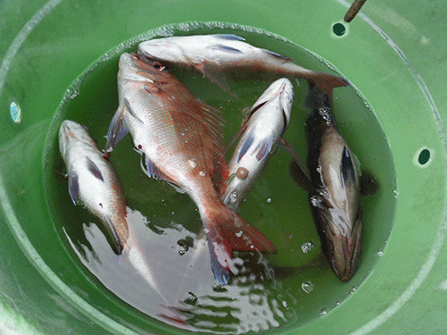 魚桶はみるみる充たされて……