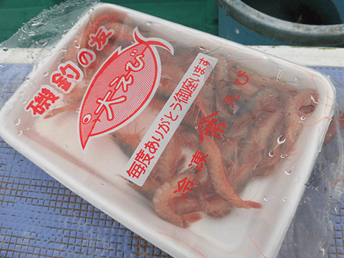餌の冷凍エビはお替わり無料
