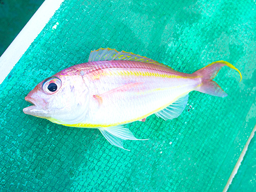 高級魚、美味しいイトヨリもヒット