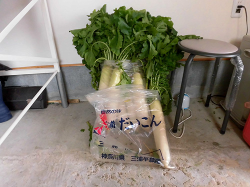 お土産に大根をいただいた