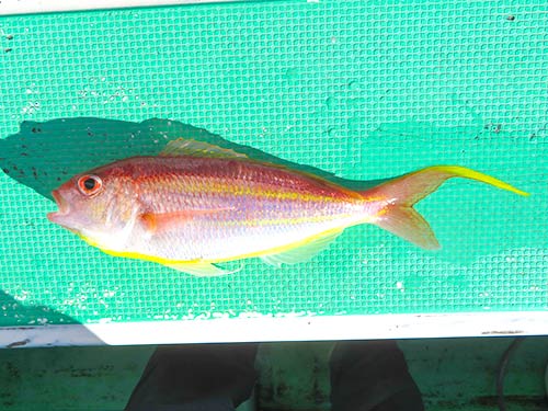 相模湾 小田原早川沖のアマダイが好スタート 釣りビジョン マガジン 釣りビジョン