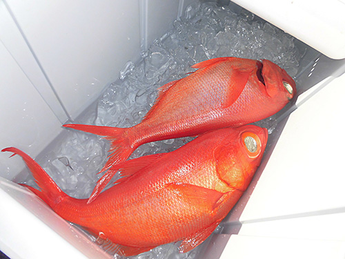 派手さは無いが、釣れるのは良型ばかり!