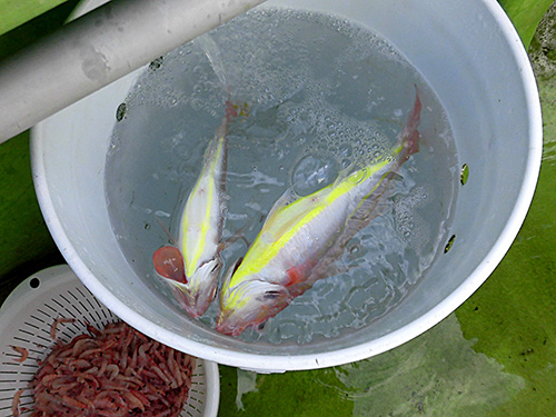 イトヨリも今期は多く釣れる