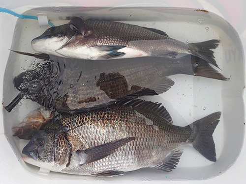この日の釣果
