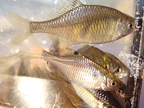 この日釣れたオカメ