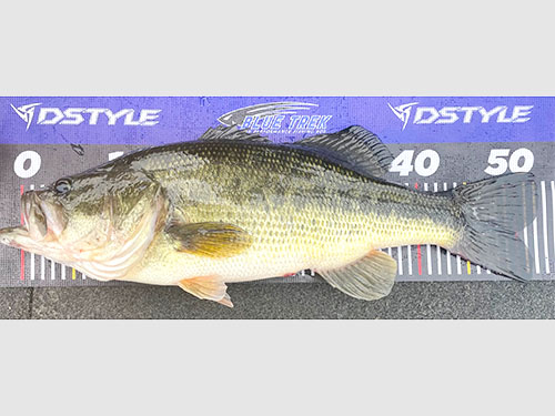 体高もコンデションも良いシャローに残れる53cmの強い個体!