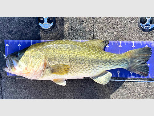 今季ガイド最大サイズはポッパーでキャッチした57cm