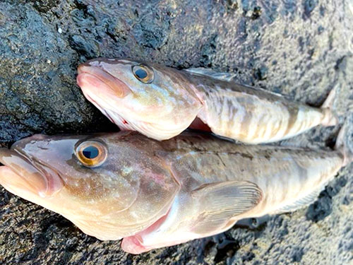 鮮度保持の為エラを落として血抜き