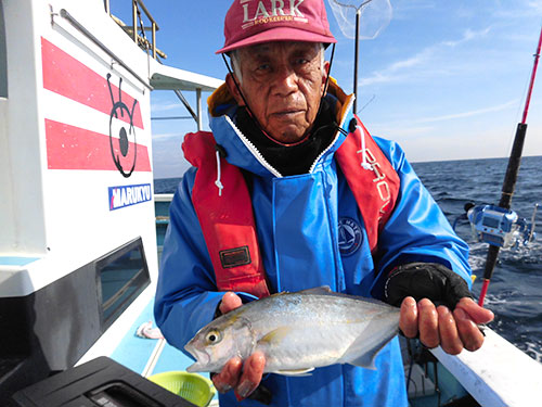 カンパチの幼魚、ショゴも