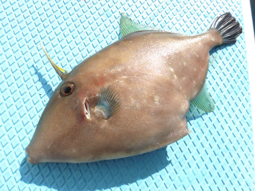 ウマヅラハギは船上処理でより美味しく