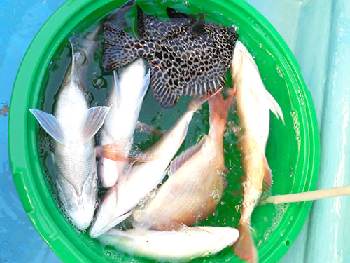 釣果の多彩さも楽しみの一つ