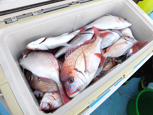初釣りに持って来いの釣り物です!