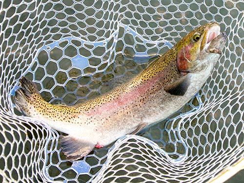 美味しい魚とビッグファイト。最高だ