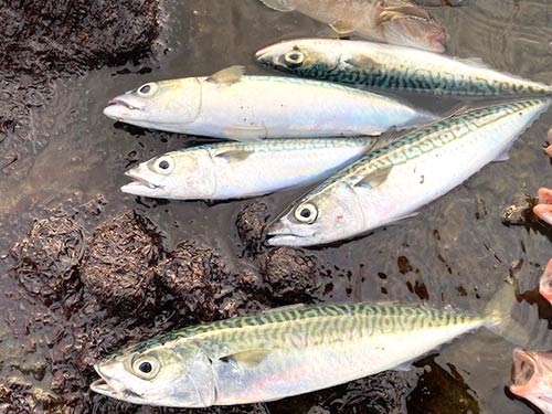 サバは5匹の釣果