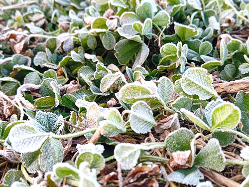 氷点下4℃の寒い朝