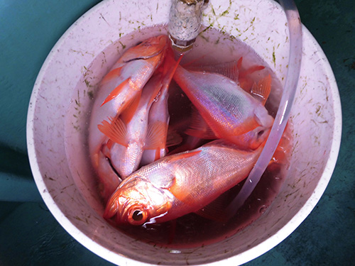 釣れたらバケツに溜めておく