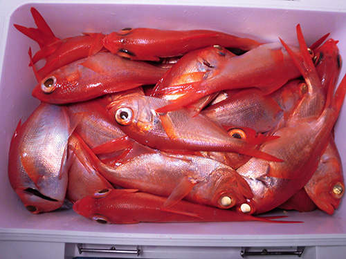 色鮮やかな新春に相応しい釣果!