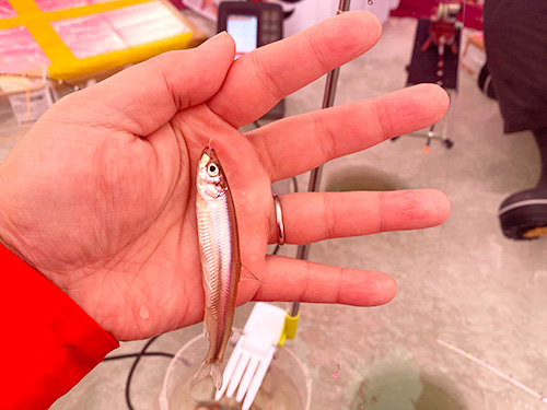 アベレージは8cmクラスも中には10cm超の良型も交じる