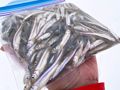 トータル250匹の釣果に恵まれた