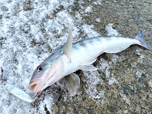 北海道 島牧村で狙う 海アメ 真冬のトラウトフィッシング 釣りビジョン マガジン 釣りビジョン
