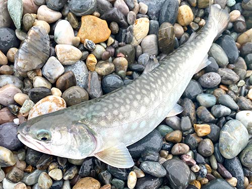 白い斑点が綺麗なアメマス(34cm)