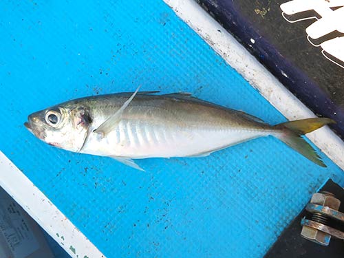 城ヶ島沖のマアジも嬉しいゲスト