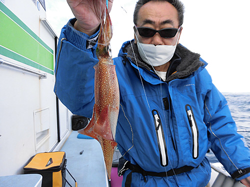 「美味しそうなヤリイカだね」