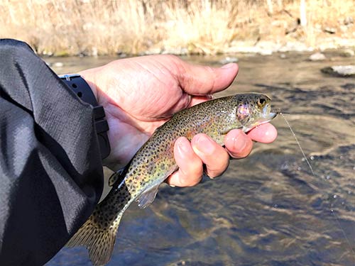 小振りだが、きれいな魚体