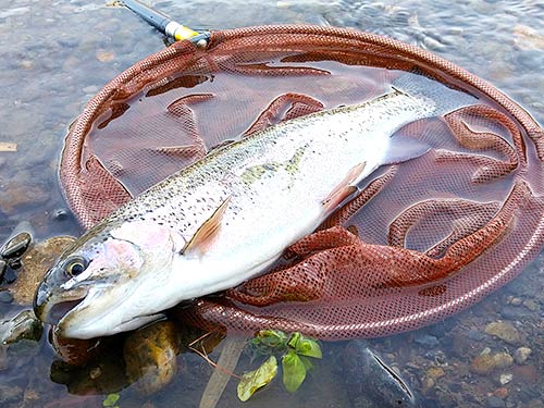 長野県の渓流釣り解禁 犀川で50cmオーバーのニジマスと格闘 釣りビジョン マガジン 釣りビジョン