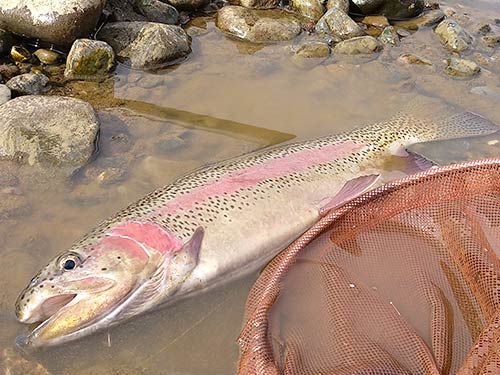 長野県の渓流釣り解禁 犀川で50cmオーバーのニジマスと格闘 釣りビジョン マガジン 釣りビジョン