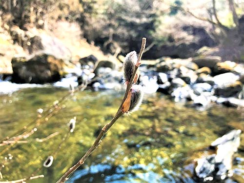 谷は春めいて。水辺にネコヤナギ(C&R区間)