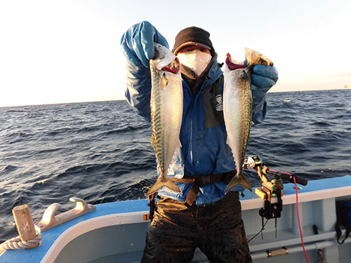 太い“寒サバ”!釣れたら血抜き