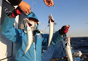 ハリの数だけ釣れて来る感じ!