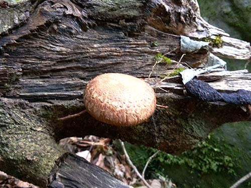 岸辺で天然の椎茸を発見
