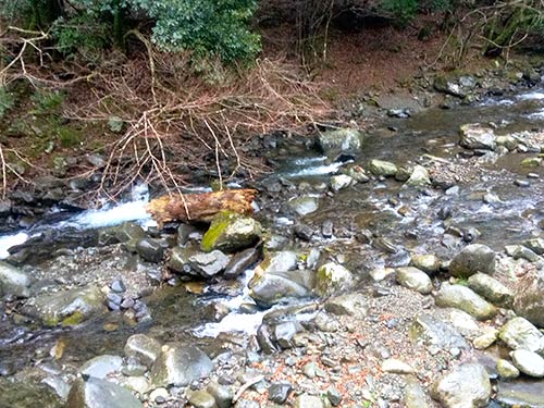 まだ春浅い本谷川