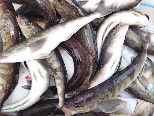 本日の釣果、充分楽しめた!