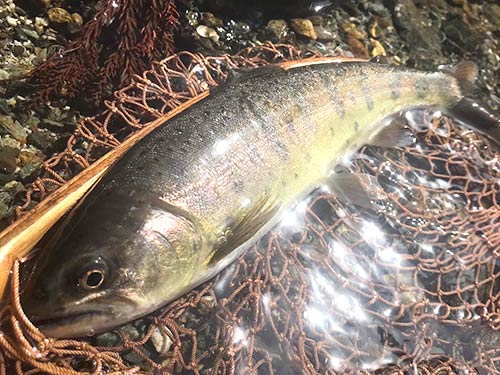 友人が釣った27cmのヤマメ