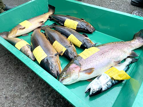 上位入賞の魚たち、大物はまだ居る!