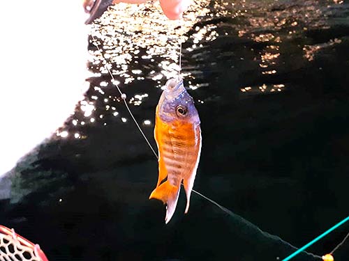 さまざまな熱帯魚