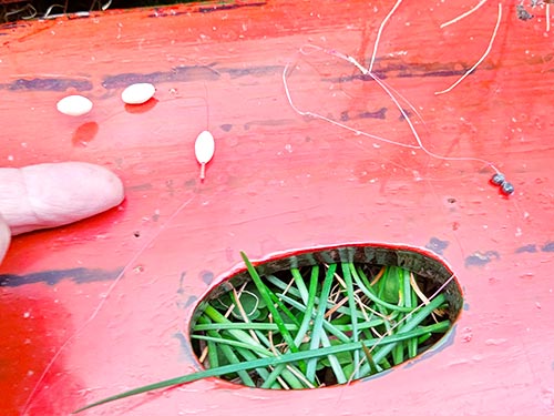 千葉県 茨城県 日本水郷へ春のマブナの探り釣り 早くも巣離れ 釣りビジョン マガジン 釣りビジョン