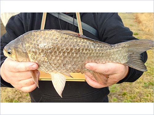 綺麗な魚体32cm