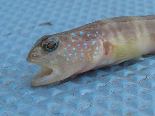 イトヒキハゼの釣れ方もヒントになる