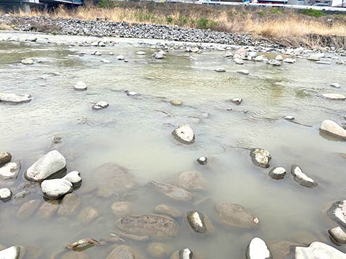 サクラ咲く中 大型ニジマスが舞った 神奈川県 箱根早川での渓流釣り 釣りビジョン マガジン 釣りビジョン