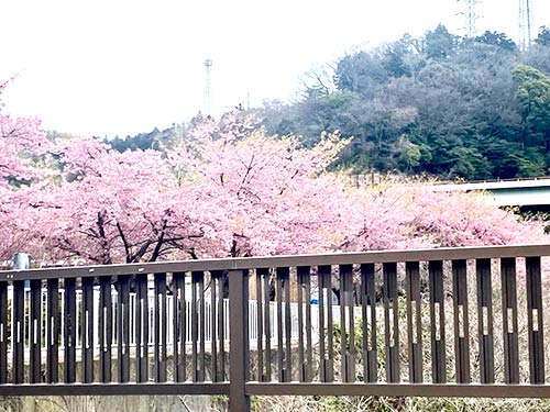 上流に向かう途中には満開の桜