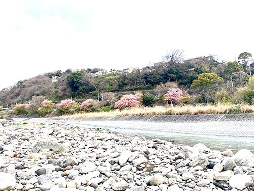 大会会場には早咲きの河津桜の花びらが舞っていた
