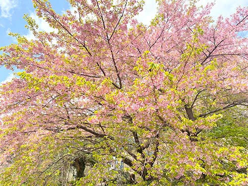 選手たちを鼓舞するように咲き誇る桜