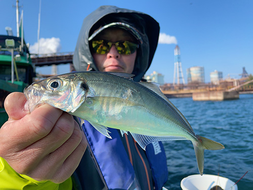 朝陽を浴びて白金色に輝く魚体