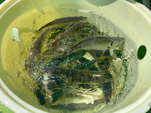アジと同サイズのマサバ、実はこれが美味!