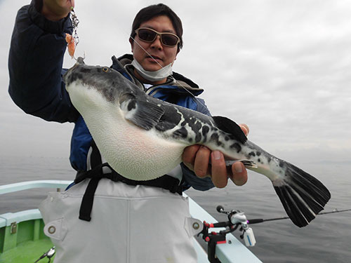 東京湾のトラフグ 大物ラッシュ 特大5 26kgも出たッ 釣りビジョン マガジン 釣りビジョン